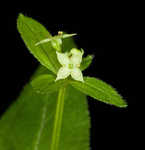 Licorice bedstraw